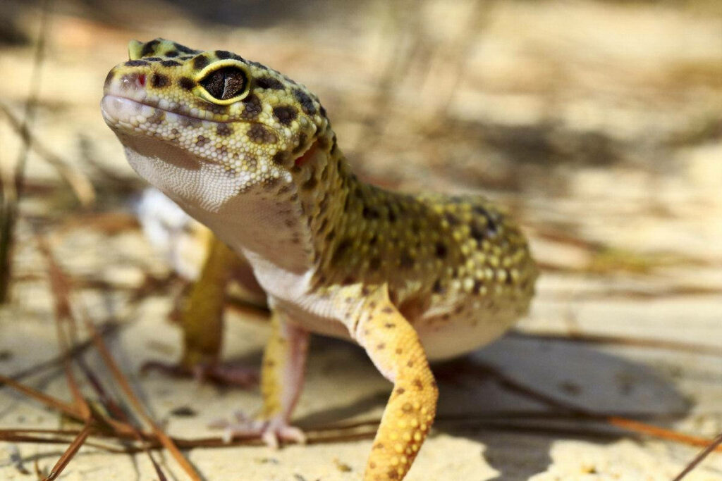 Vibrant Leopard Gecko in Natural Habitat - Stunning Sandy Background Wallpaper