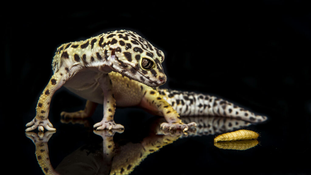 Curious Leopard Gecko on Black Background: Vibrant Patterns & Focus Wallpaper