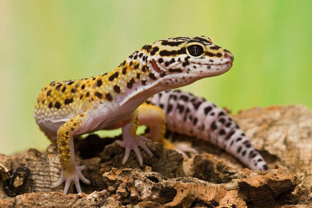Elegant Leopard Gecko on Stone - Vibrant Wallpaper Background