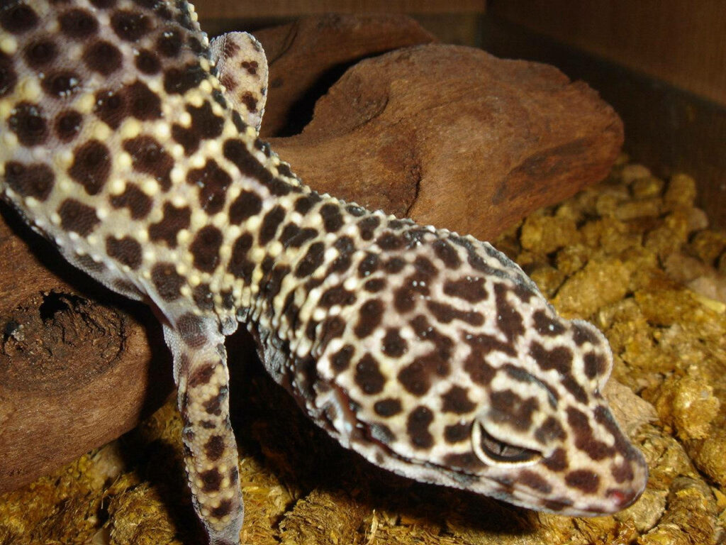 Brown Leopard Gecko Wallpaper: Vibrant Patterns on Earthy Background