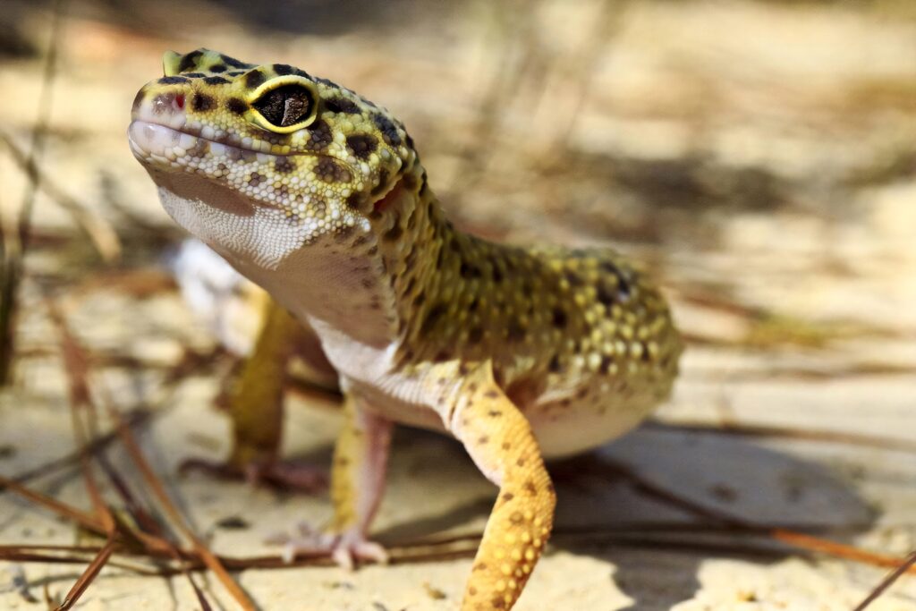 Vibrant leopard gecko with unique spotted pattern on sandy natural background wallpaper