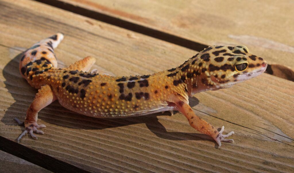 Vibrant leopard gecko with striking spotted pattern basking on sunlit wooden table background Wallpaper