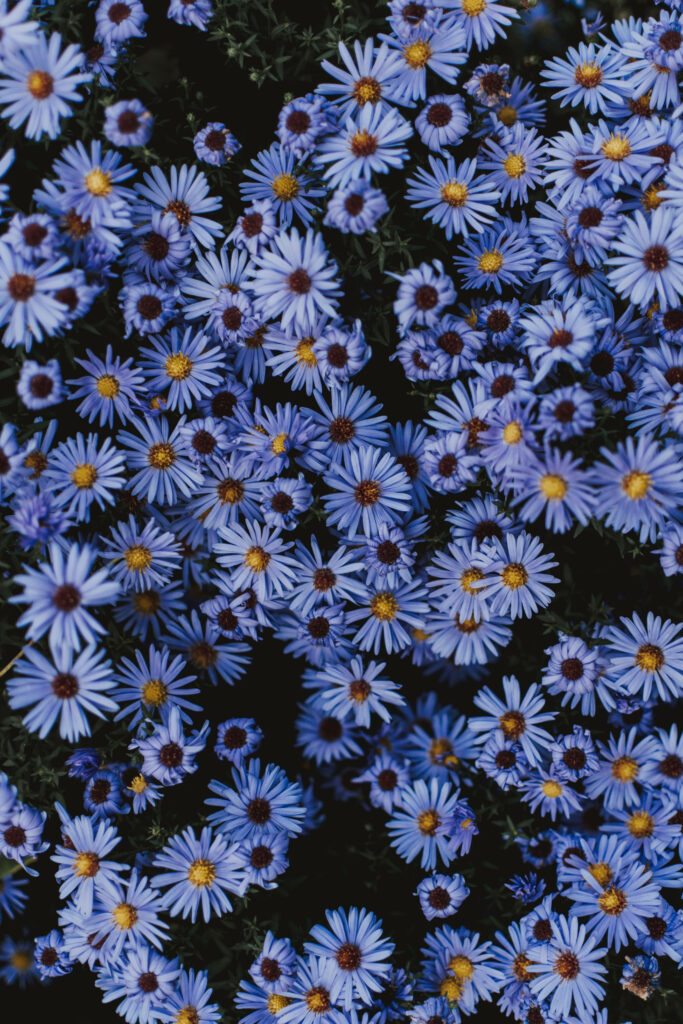 Vibrant Light Blue Floral Wallpaper with Dark Centers - Calming Design