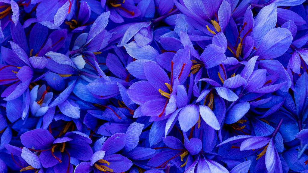 Vibrant Lilac Blooms Wallpaper: Elegant Floral Background Design