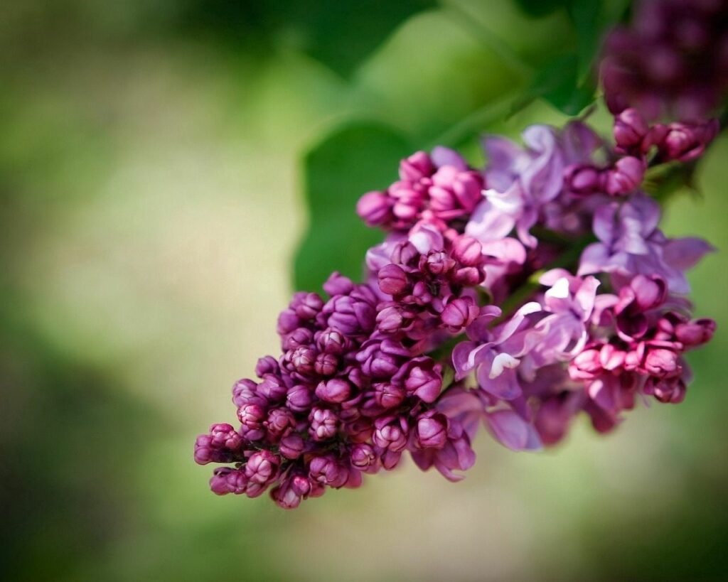 Close-Up Lilac Blooms Wallpaper - Vibrant Spring Background