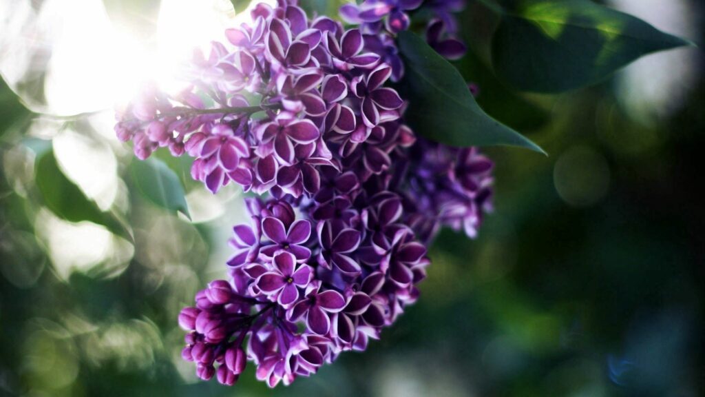 Vibrant Lilac Blossoms Close-Up: Soft Sunlight Wallpaper Background