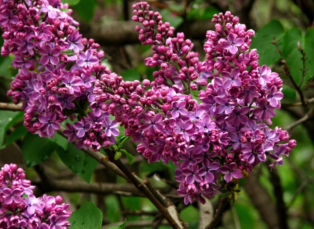 Vibrant Lilac Blossoms Close-Up: Spring Background Beauty Wallpaper