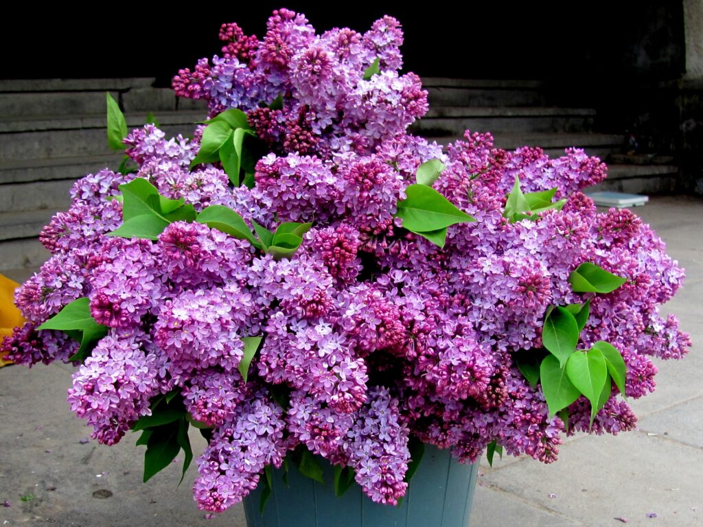 Vibrant Lilac Bouquet in Simple Bucket - Spring Elegance Wallpaper