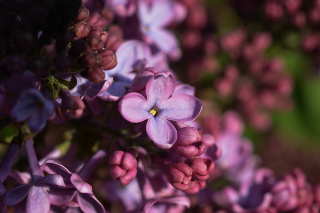 Vibrant Lilac Flowers in Bloom - Spring Wallpaper Background