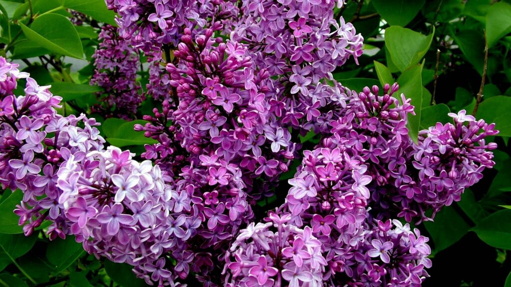 Vibrant Lilac Flowers Wallpaper – Colorful Nature Background