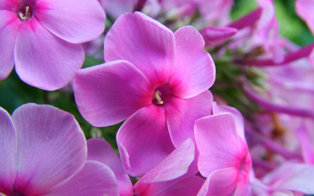Vibrant Lilac Flower Wallpaper: Delicate Petals in Full Bloom