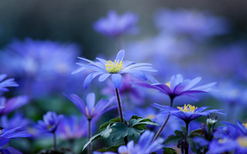 Vibrant Lilac Flower Wallpaper: Serene Nature Background
