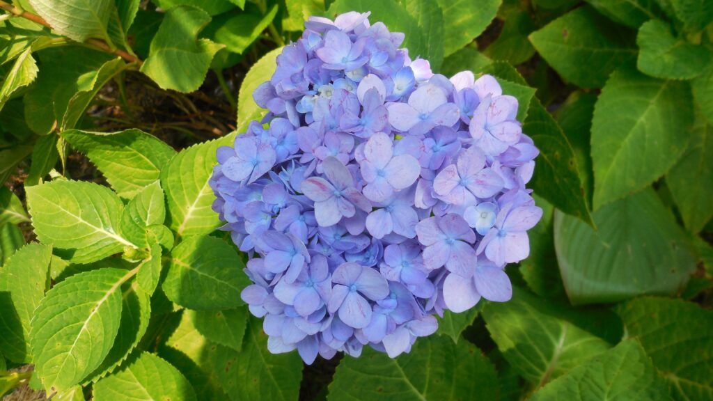 Vibrant Lilac Hydrangea Blossoms on Lush Green Background Wallpaper