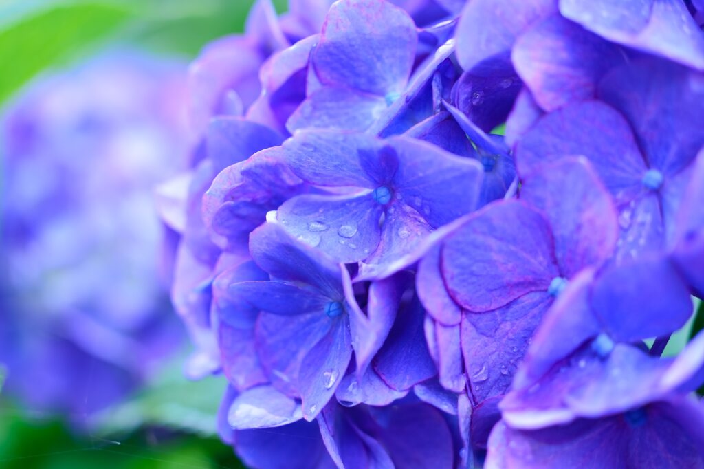 Vibrant Lilac Hydrangea Wallpaper with Delicate Water Drops