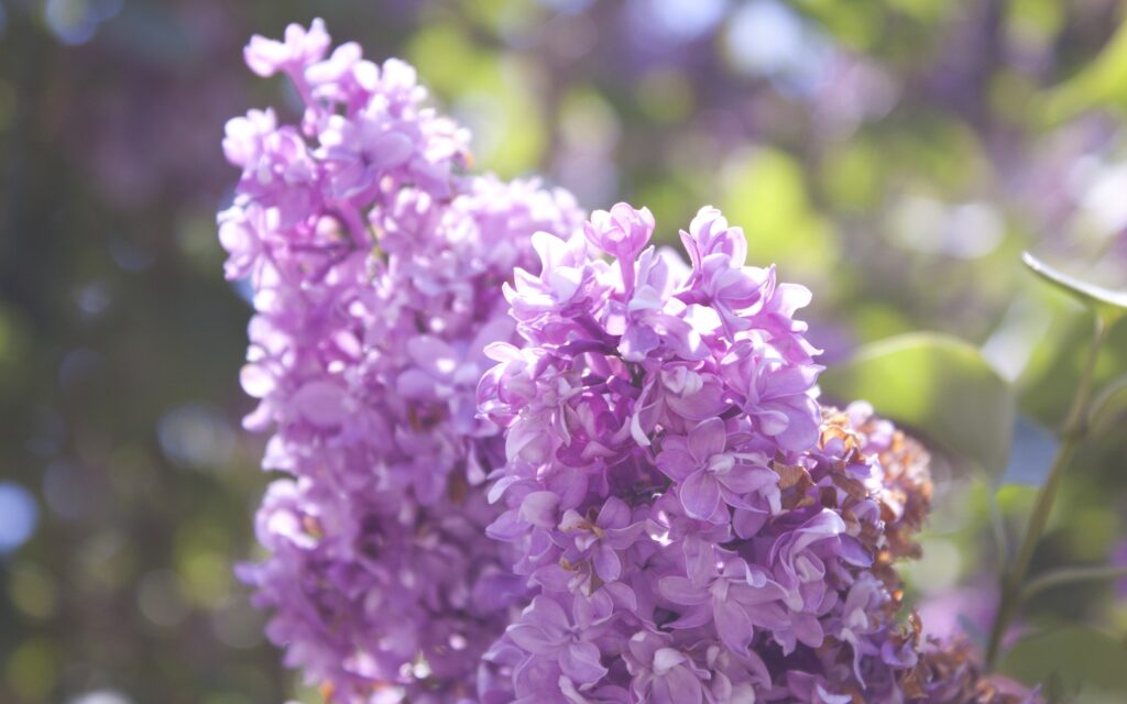 Vibrant Lilac Branch Wallpaper: Serene Purple Floral Background