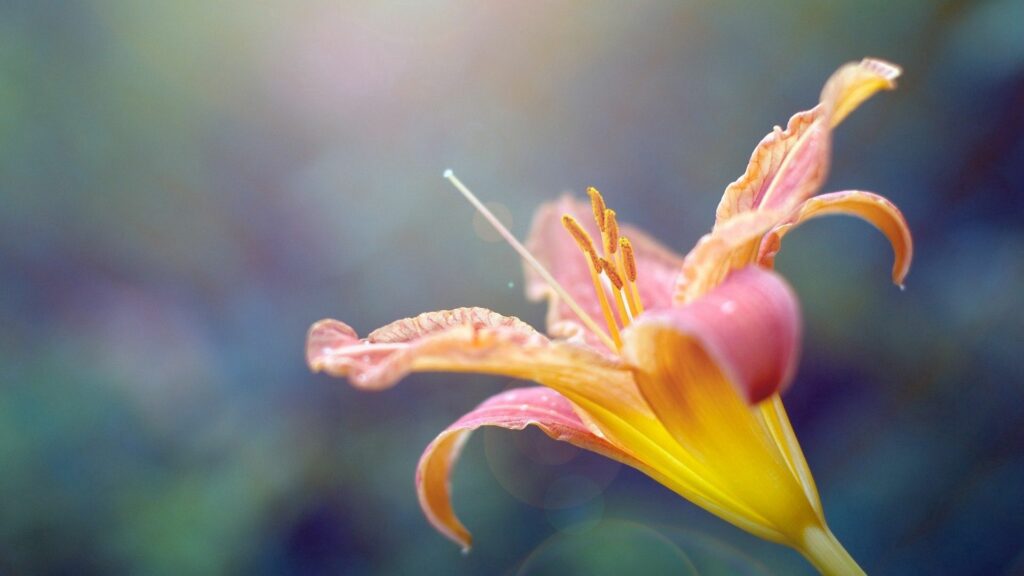 Vibrant Lily Close-Up: Delicate Petals & Bold Colors Wallpaper