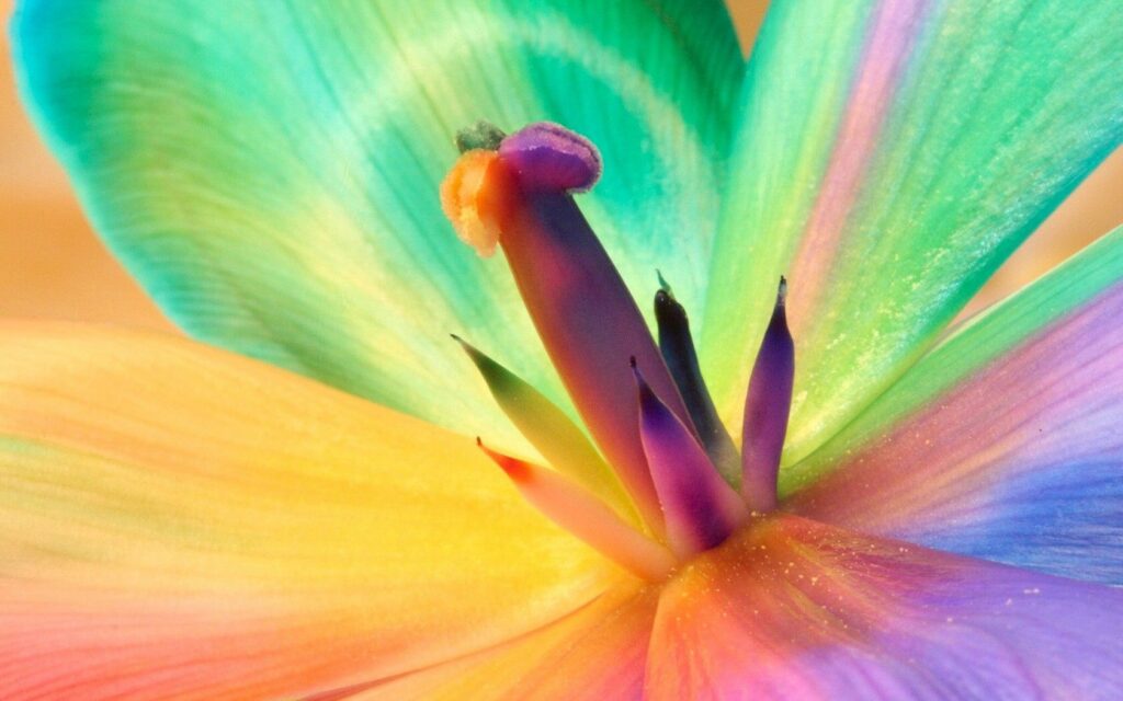 Vibrant Lily Close-Up: Colorful Flower Wallpaper Background