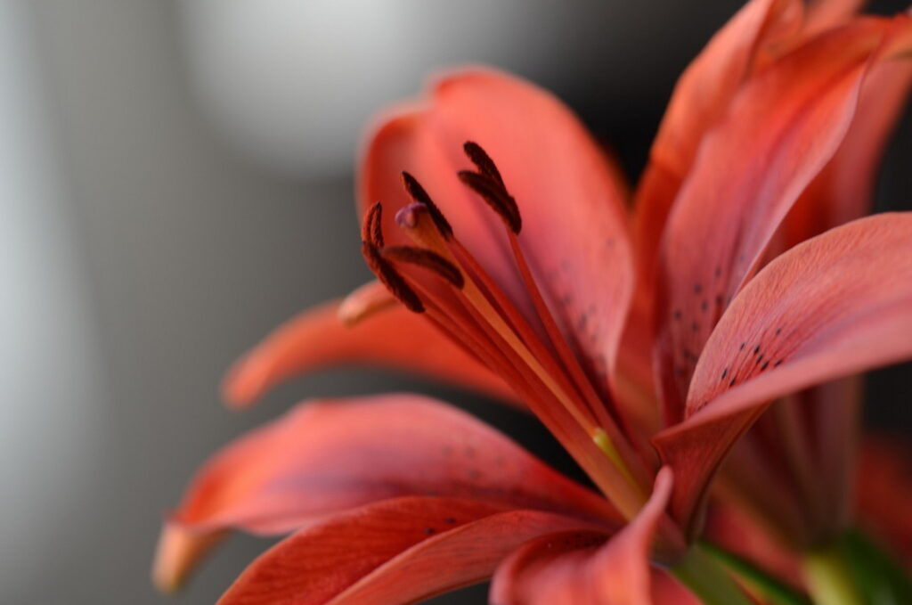 Vibrant Lily Flower Wallpaper Background: Delicate Petals in Bloom