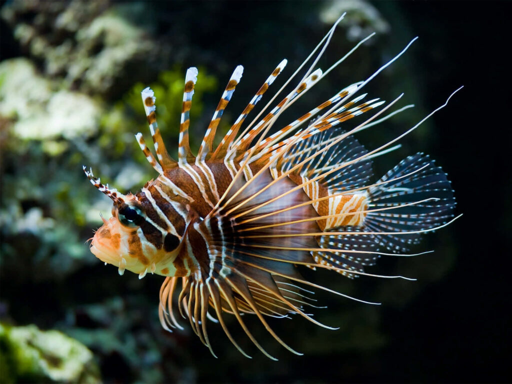 Vibrant Lionfish Swimming: Striking Stripes & Serene Waters Wallpaper