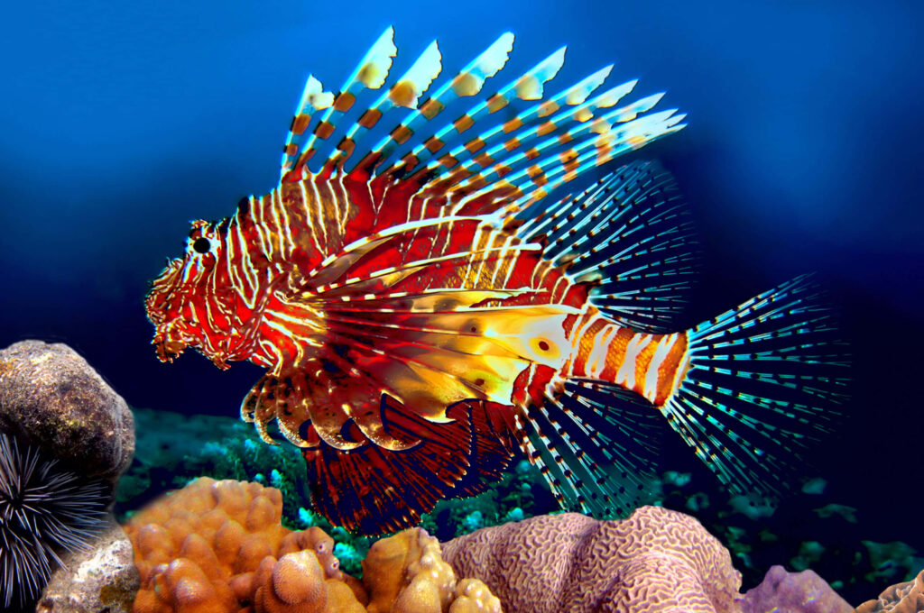 Vibrant Lionfish in Colorful Coral Reef - Stunning Underwater Background Wallpaper
