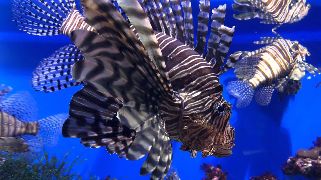 Vibrant Underwater Wallpaper: Graceful School of Lionfish in Blue