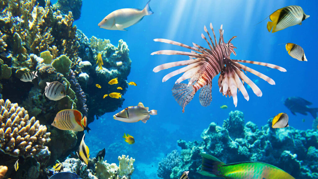 Vibrant Lionfish & Coral Reef Scene: A Stunning Underwater Background Wallpaper