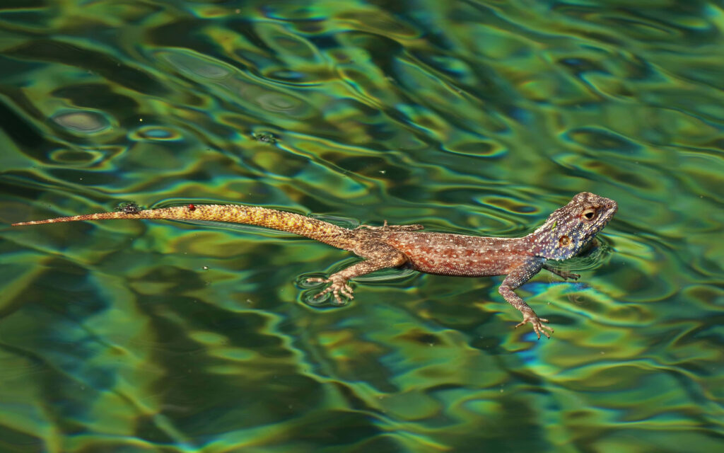 Vibrant Lizard Swimming in Clear Water - Stunning Wallpaper Background