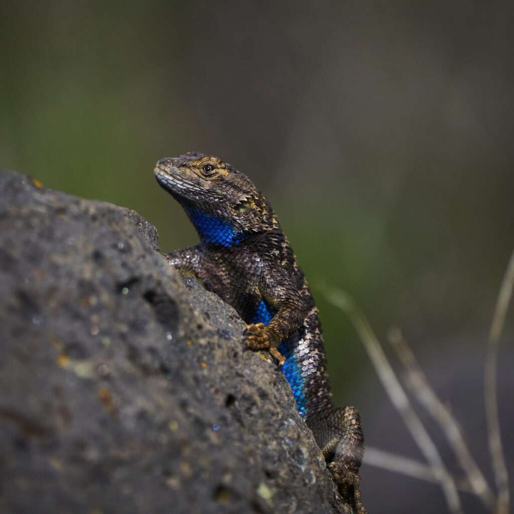 Vibrant Blue Lizard on Gray Stone: Nature Wallpaper Background