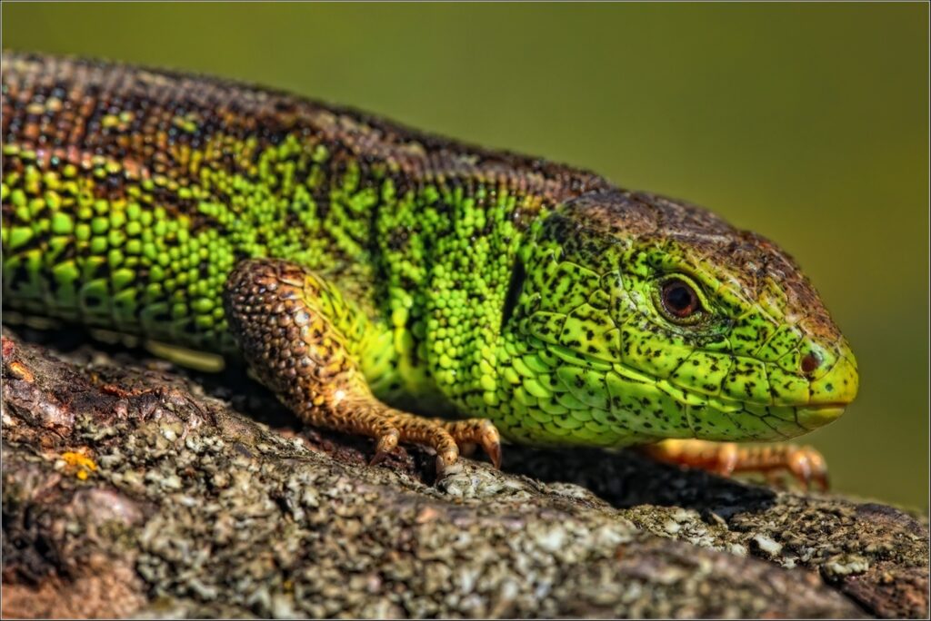 Close-Up of Colorful Lizard: Vibrant Scales & Textured Background Wallpaper