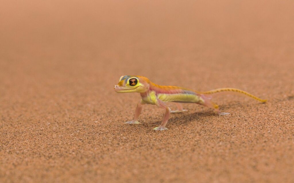 Vibrant Lizard Wallpaper: Colorful Desert Scene 1680x1050