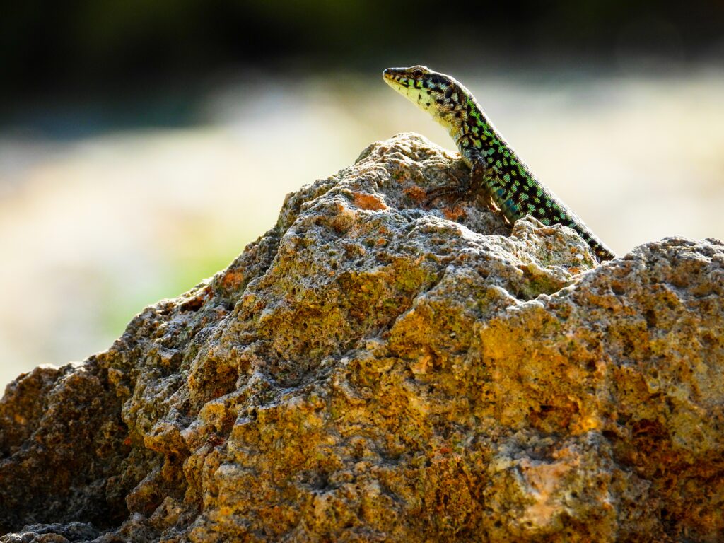 Vibrant Lizard Wallpaper on Textured Stone with Blurred Nature Background