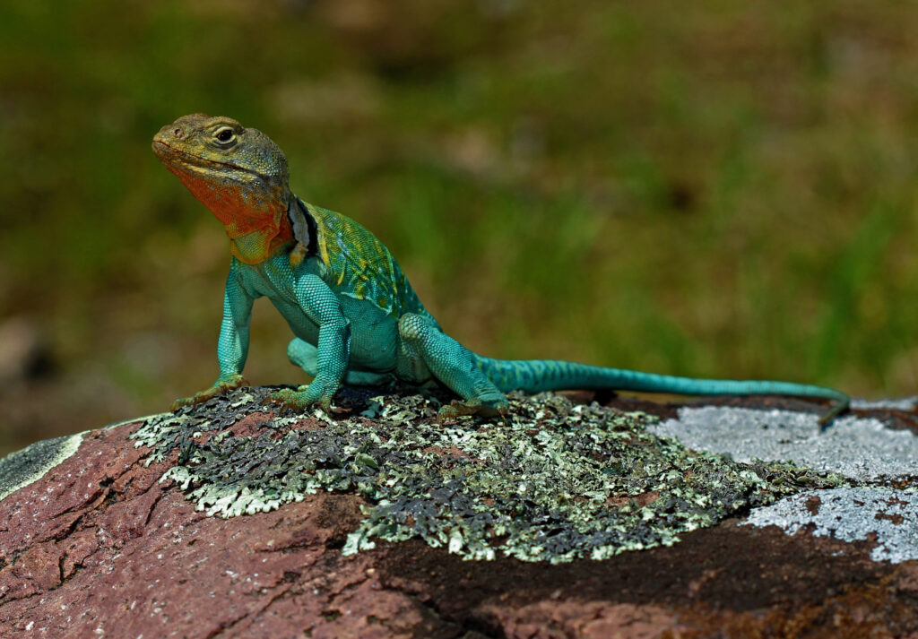 Colorful Lizard Wallpaper: Vibrant Green & Blue Nature Background