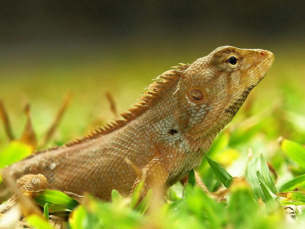Vibrant Lizard Wallpaper: Basking in Grass - 1600x1200 Background