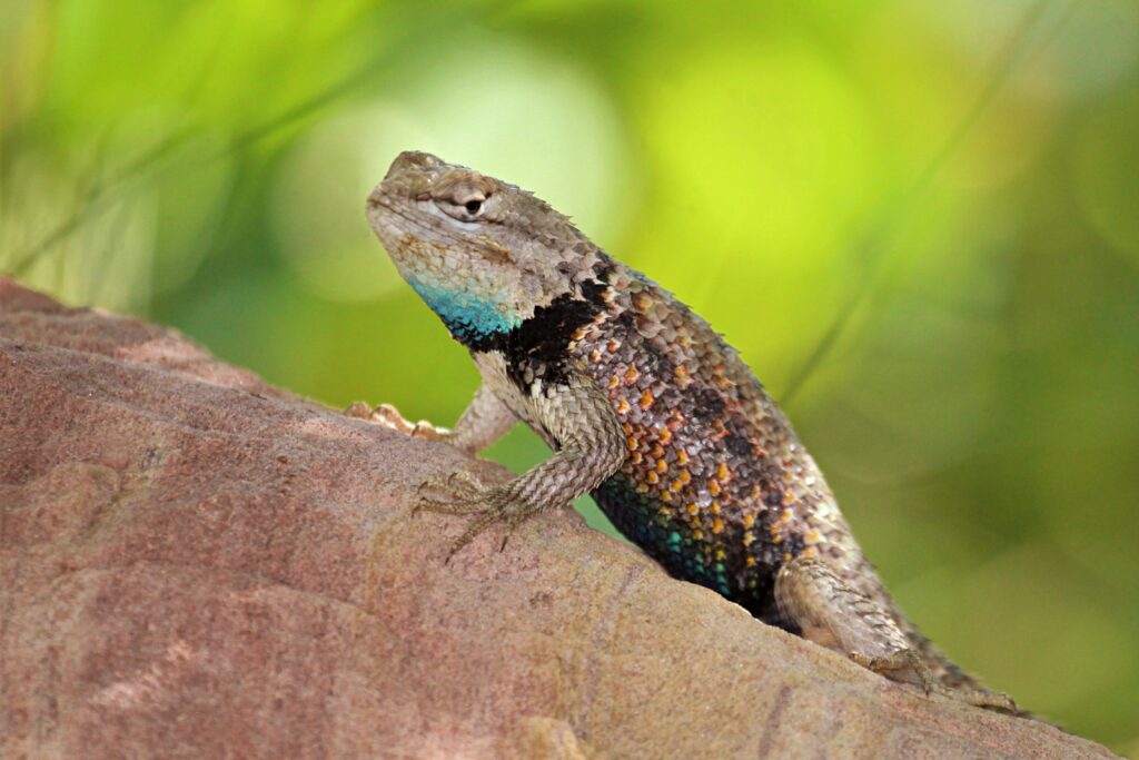 High-Res Lizard Wallpaper: Vibrant Scales on Stone in Nature