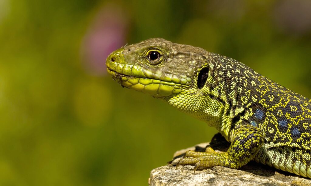 Vibrant Lizard with Intricate Patterns on Stone in Natural Setting Wallpaper