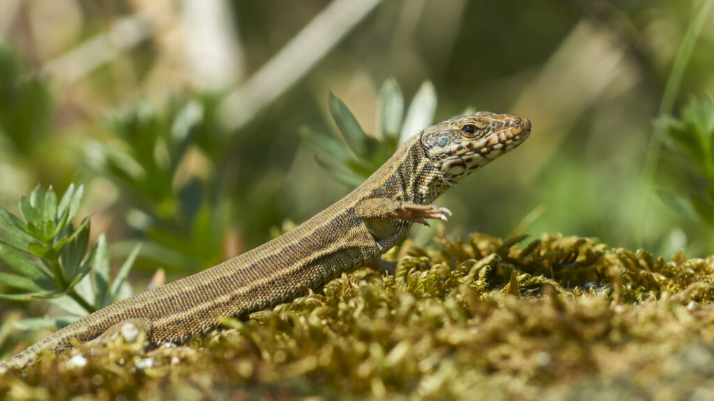 Intricately Patterned Lizard on Vibrant Green Moss Wallpaper