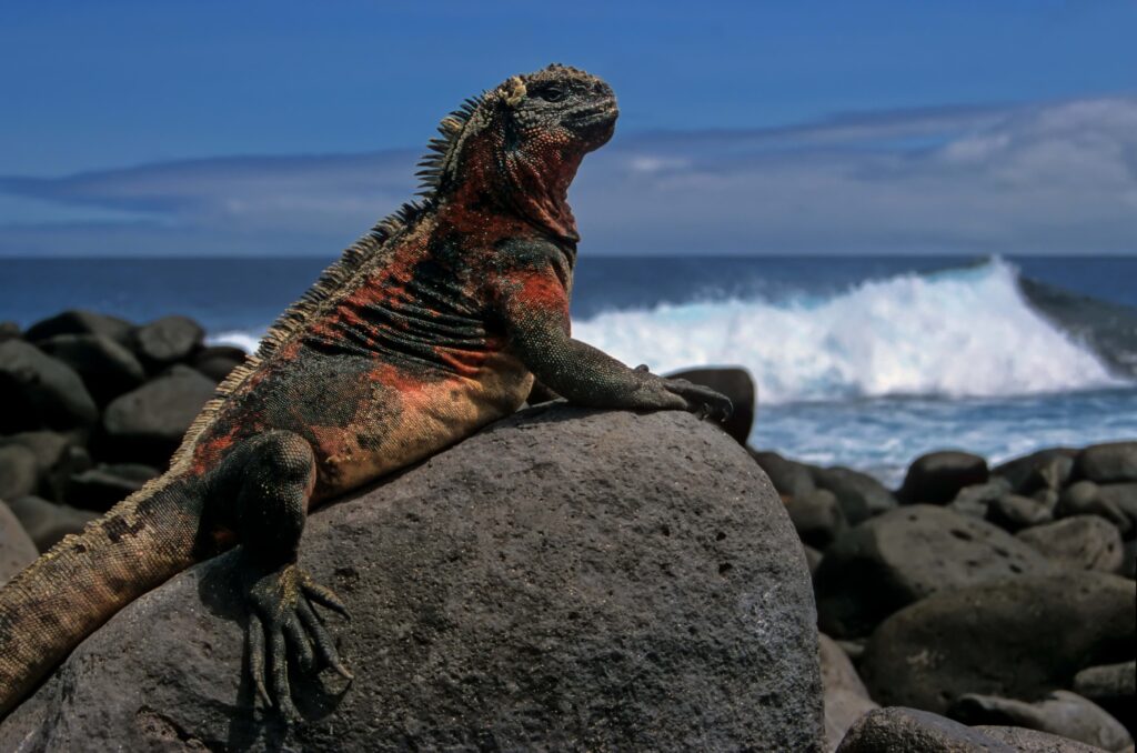 Vibrant Lizard Wallpaper: Sea-Backed Texture and Dynamic Waves