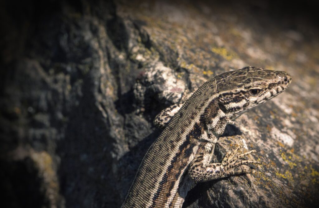Vibrant Lizard Wallpaper: Stunning Reptile in Natural Habitat