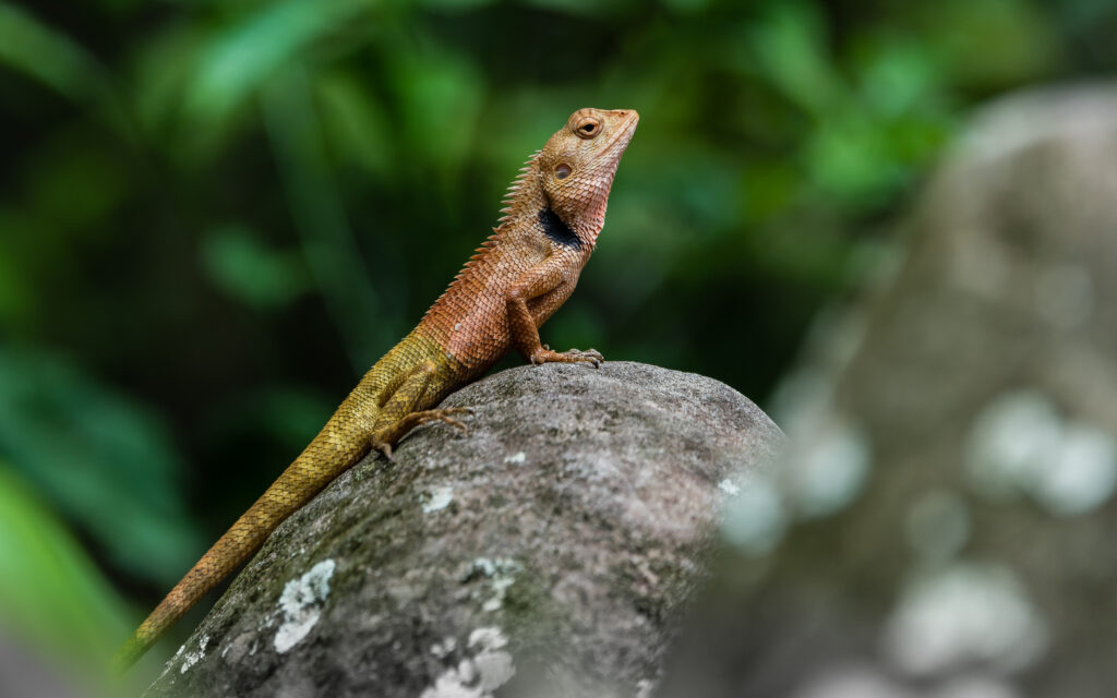 Vibrant Lizard on Stone: Intricate Scales & Lush Greenery Background Wallpaper