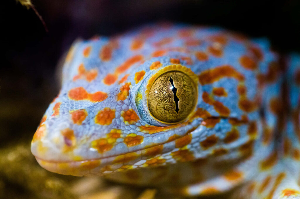 Vibrant Lizard Close-Up: Striking Blue & Orange Patterns in Nature Wallpaper