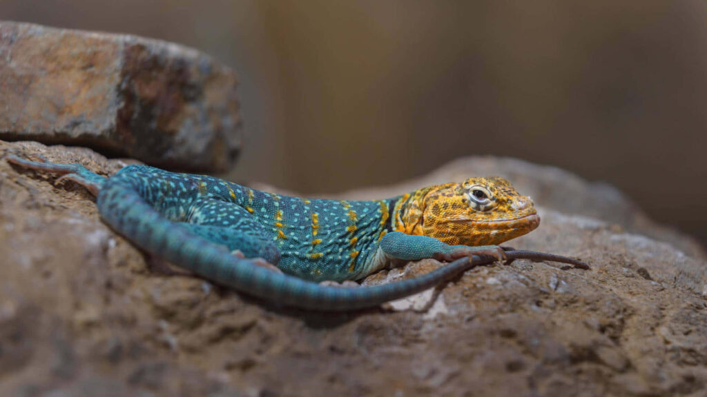 Vibrant Blue and Yellow Lizard Wallpaper on Rugged Rock Background