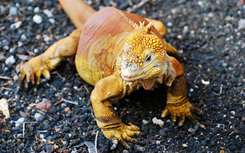 Vibrant Lizard Wallpaper: Striking Orange & Yellow on Earthy Background