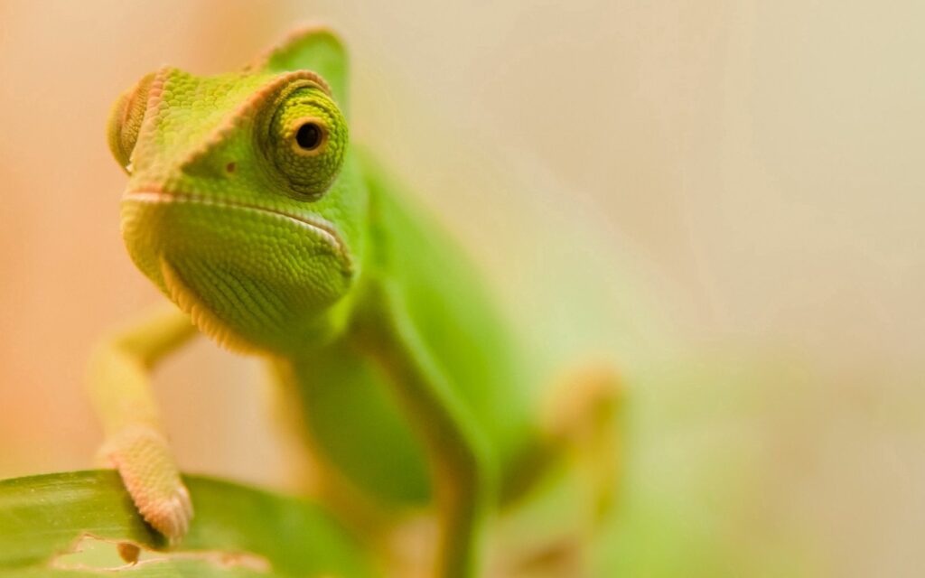 Vibrant Lizard Wallpaper: Close-Up of Texture and Striking Colors