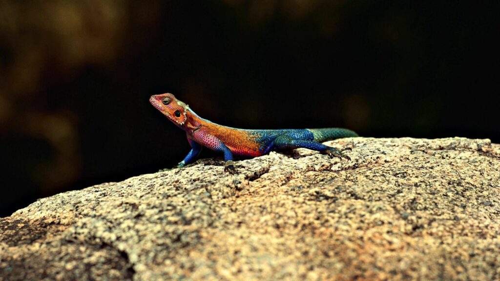 Vibrant Lizard Wallpaper 1920x1080: Colorful Contrast on Stone