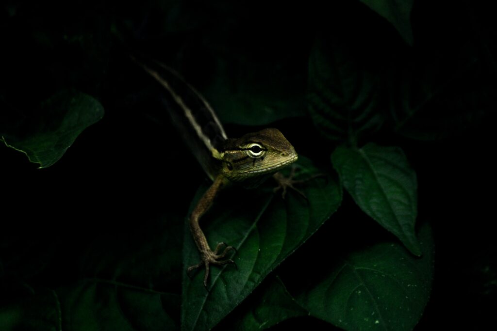 Vibrant Lizard on Green Leaves: Stunning Nature Background Wallpaper