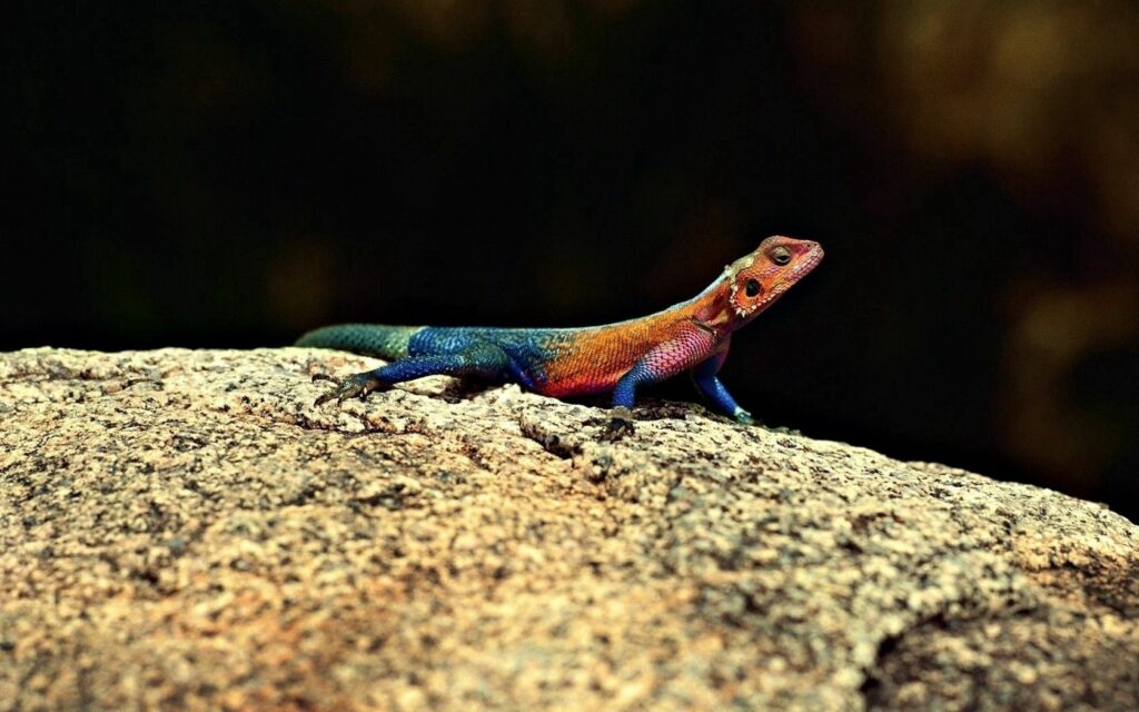 Vibrant Lizard on Sunlit Rock: Macro Shot of Nature's Colors Wallpaper