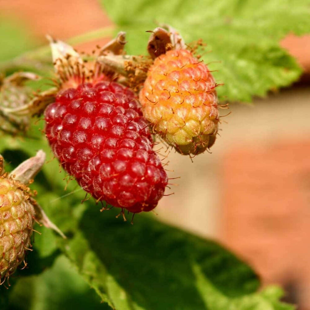 Ripe and unripe loganberries contrasting on green leaves vibrant natural wallpaper background