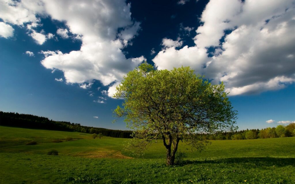 Vibrant lone tree in green meadow under blue sky with fluffy clouds peaceful nature wallpaper