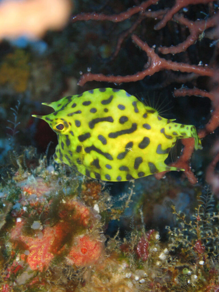 Bright yellow Longhorn Cowfish with green black spots swimming among colorful corals wallpaper