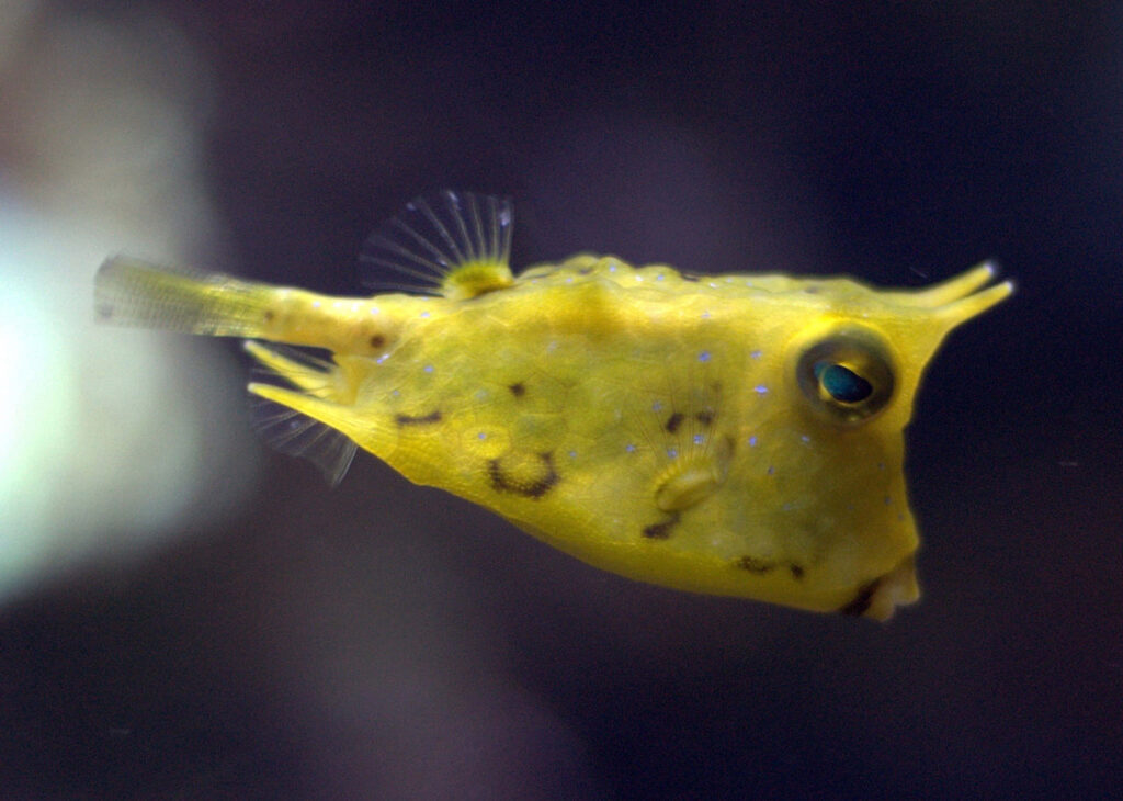 Vibrant Longhorn Cowfish with yellow body blue dots and elongated horns underwater wallpaper